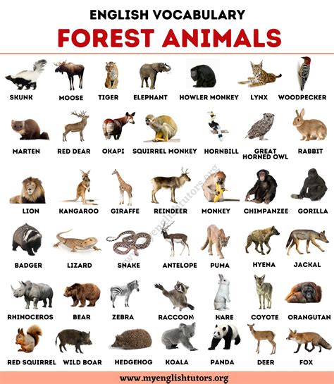 20 Animals That Live In The Forest (With Pictures).